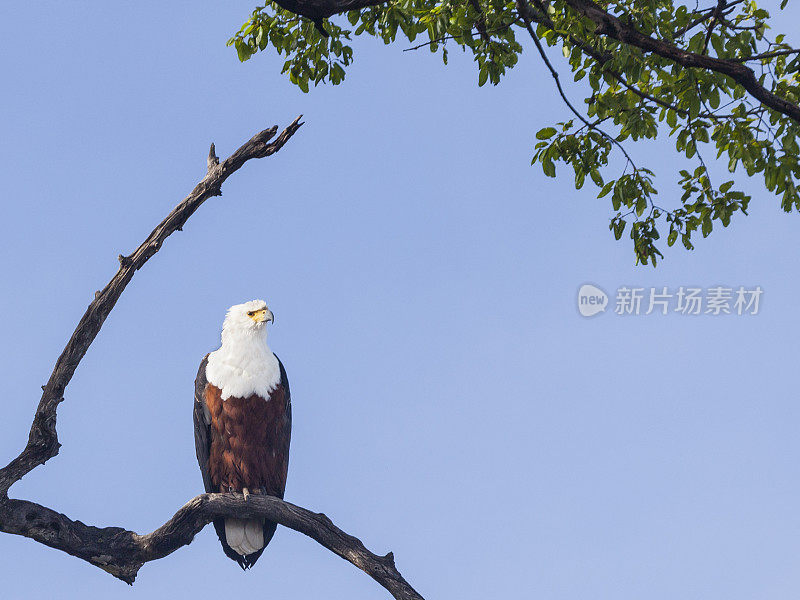 非洲鱼鹰，Haliaeetus vocifer，在树上;Chobe N.P，博茨瓦纳